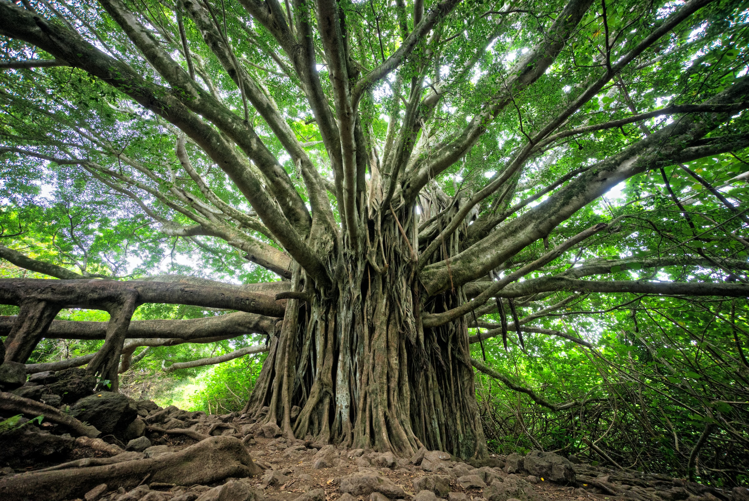 Marketing Companies in Hawaii